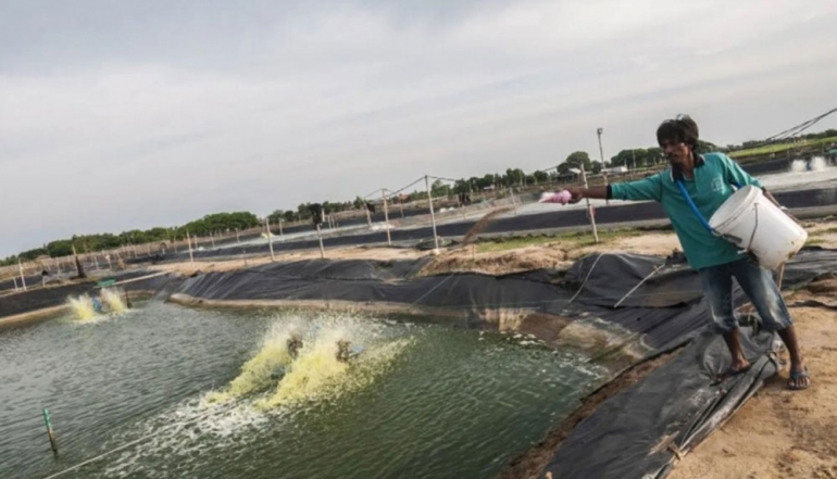 KKP Launches Free Training Program for 3,000 Shrimp Farming Workers