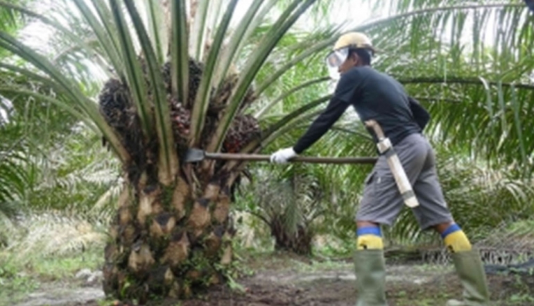 Indonesia&rsquo;s Palm Oil Diplomacy Strategically Addresses EU Policies to Bolster Global Food Security