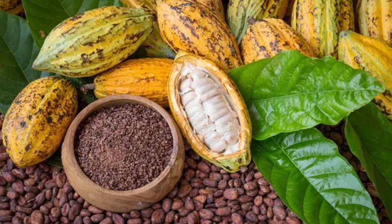 Indonesia Strengthens Global Standing as the Fourth Largest Processed Cocoa Producer