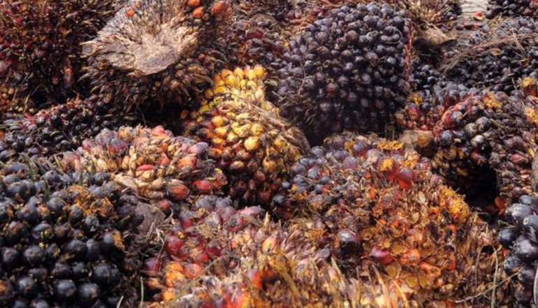 Indonesian Pulp and Paper Industry Employs 1.4 Million Workers Amid Sustained Growth Potential