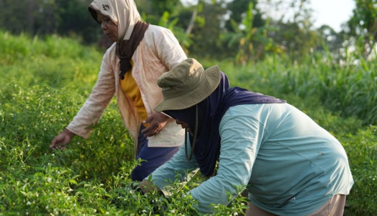 Ministry of Public Works Accelerates Irrigation Expansion to Secure National Food Sovereignty