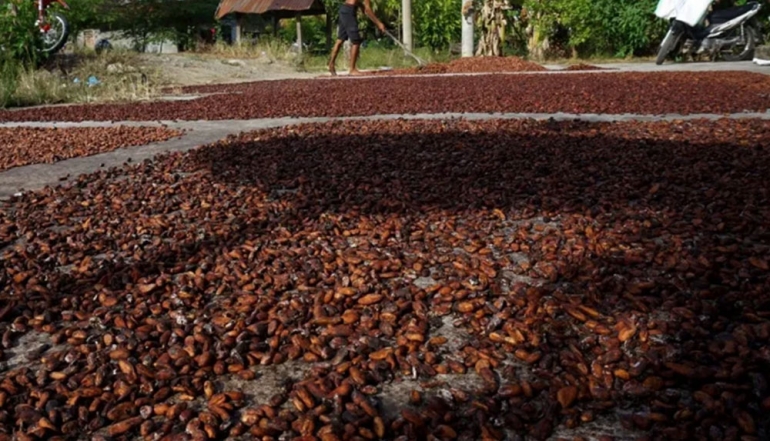 Indonesia Accelerates Cocoa Downstreaming to Boost Export Performance